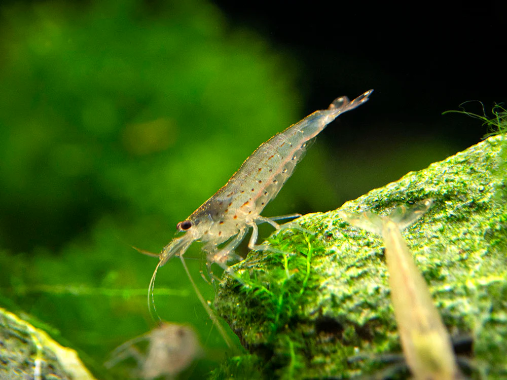 Amano AKA Yamato Shrimp (Caridina multidentata) - Nestor' Aquariums & Pets