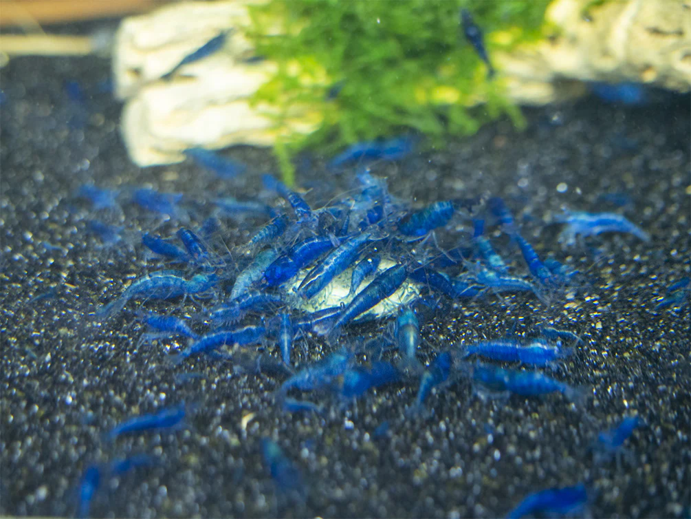 Dream Blue Velvet Shrimp Breeder Combo Box - Nestor' Aquariums & Pets