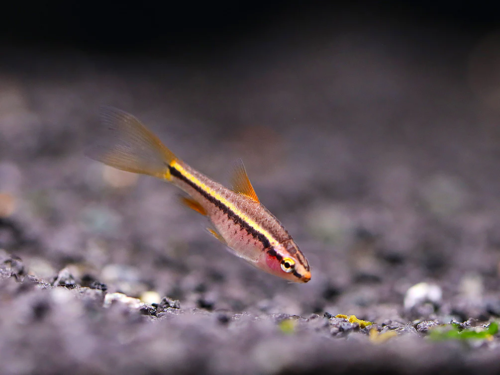 Longfin Cherry Barb (Puntius titteya) – Tank-Bred - Nestor' Aquariums & Pets