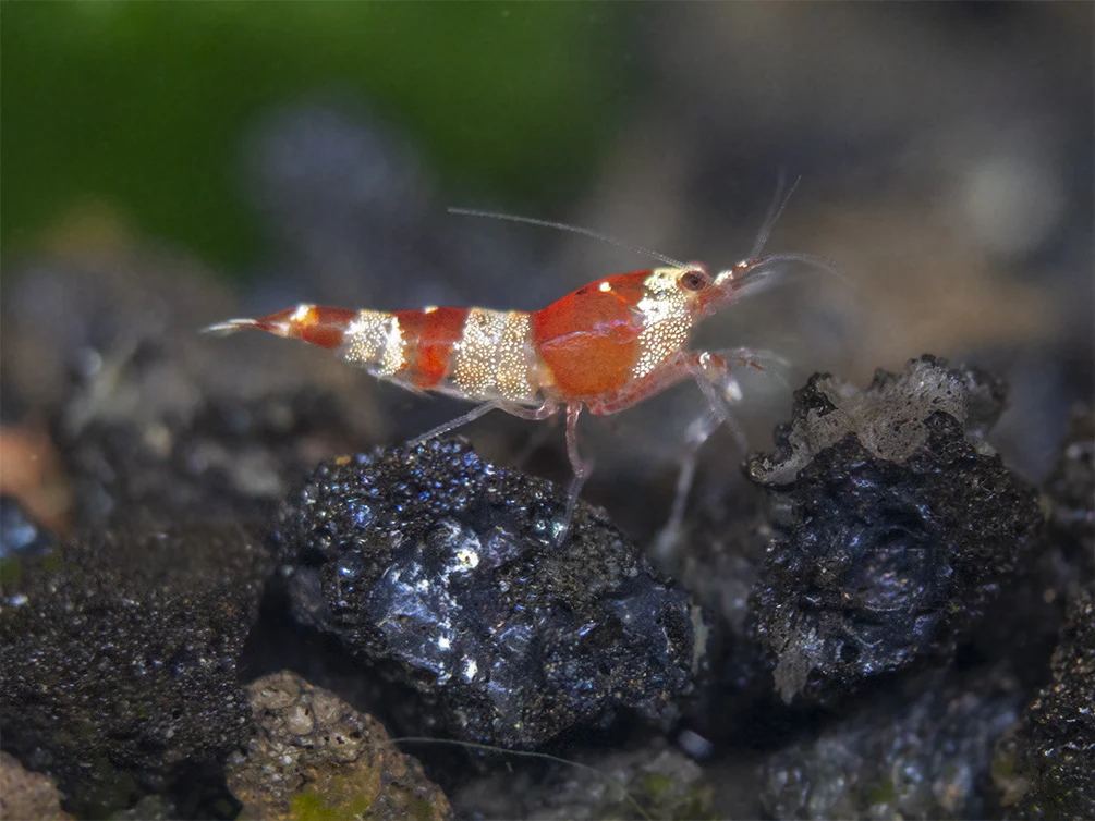 Crystal Red Shrimp Combo Box - Nestor' Aquariums & Pets