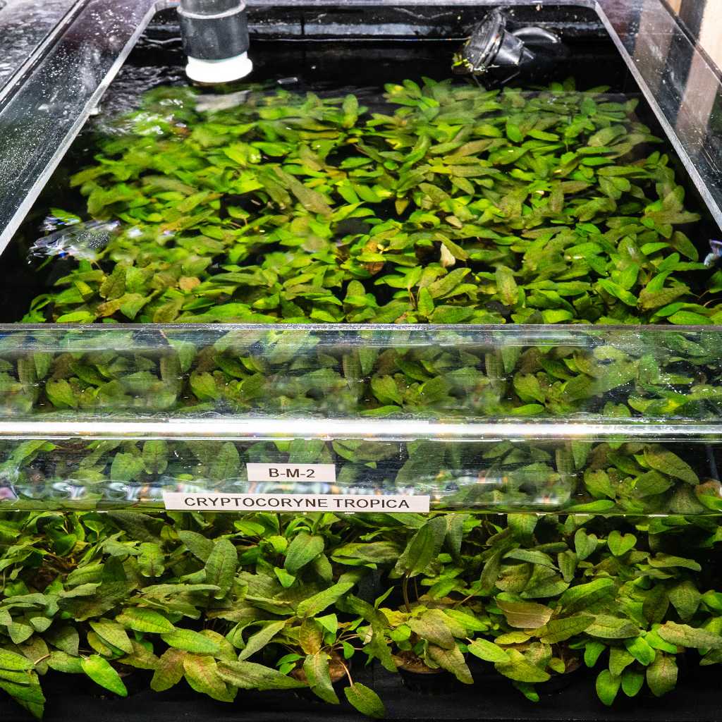 Cryptocoryne Tropica - Nestor' Aquariums & Pets