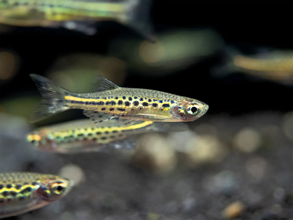 Gold Ring Danio (Brachydanio tinwini) - Nestor' Aquariums & Pets