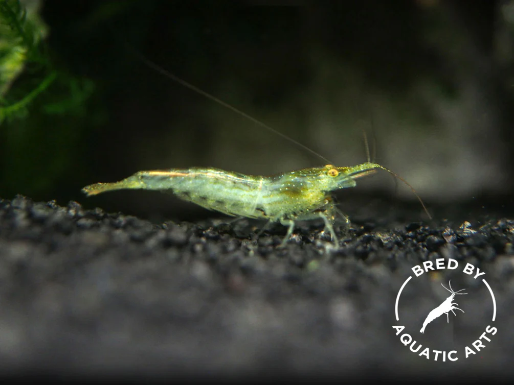 Bred By Aquatic Arts Planted Caridina Shrimp Combo Box (Caridina spp.) - Nestor' Aquariums & Pets
