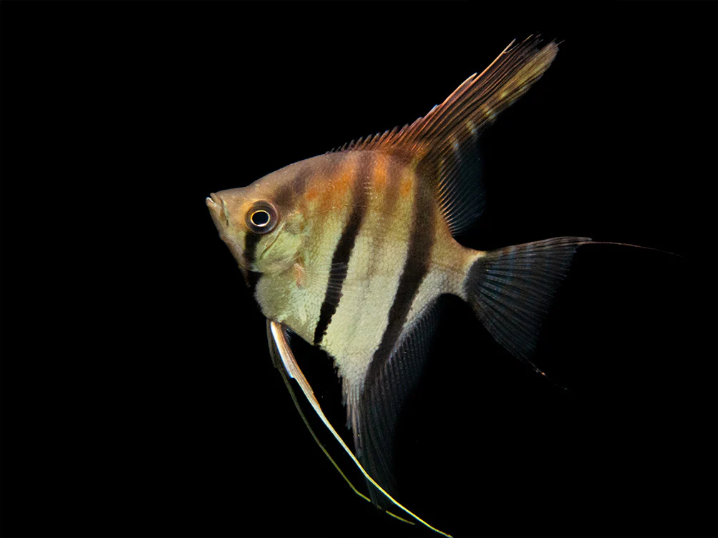 Red Shoulder Manacapuru Angelfish (Pterophyllum scalare) - TANK-BRED!!! - Nestor' Aquariums & Pets