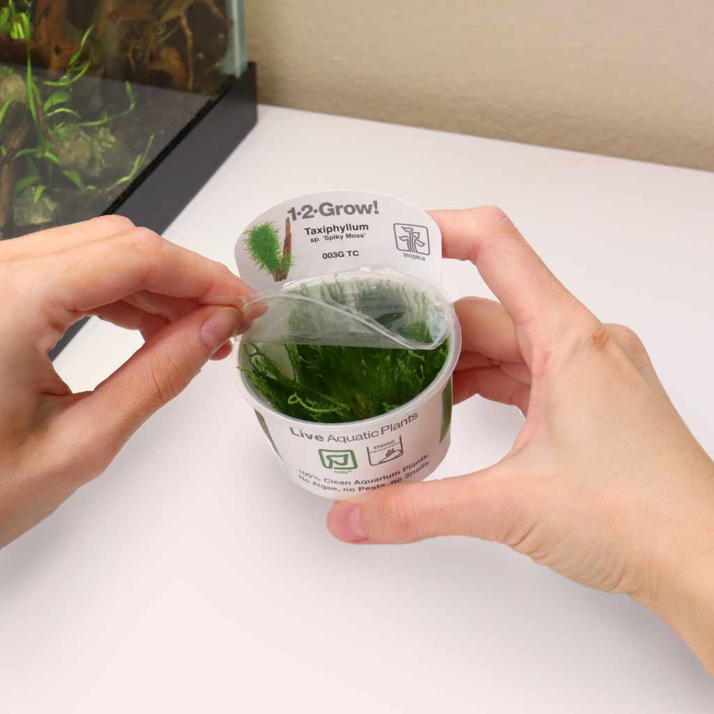 Taxiphyllum 'Spiky Moss' Tissue Culture - Nestor' Aquariums & Pets