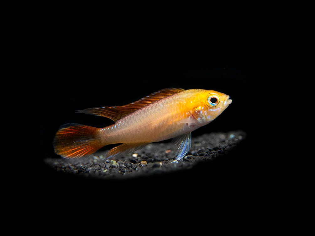 Fire Red Agassizi's Dwarf Cichlid (Apistogramma cf. agassizii) - TANK-BRED!!! - Nestor' Aquariums & Pets