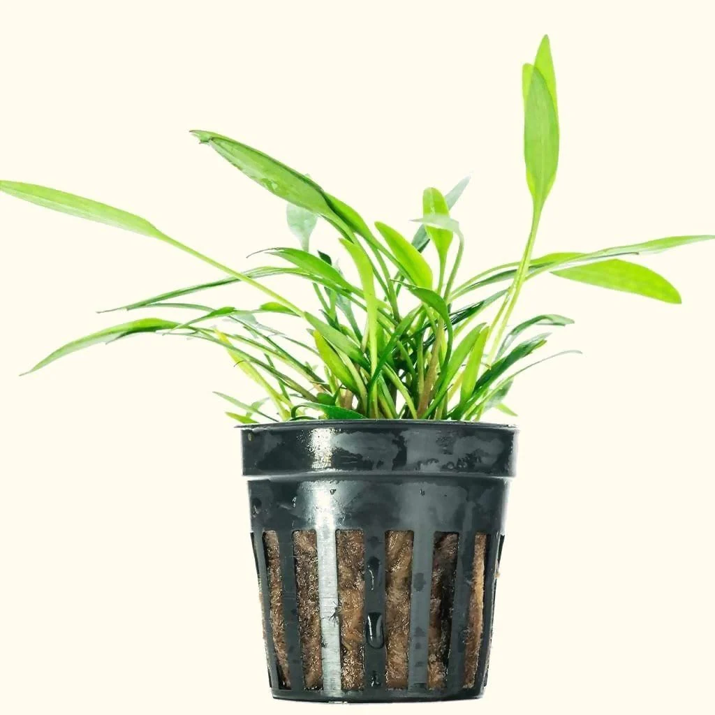 Cryptocoryne Lucens - Nestor' Aquariums & Pets