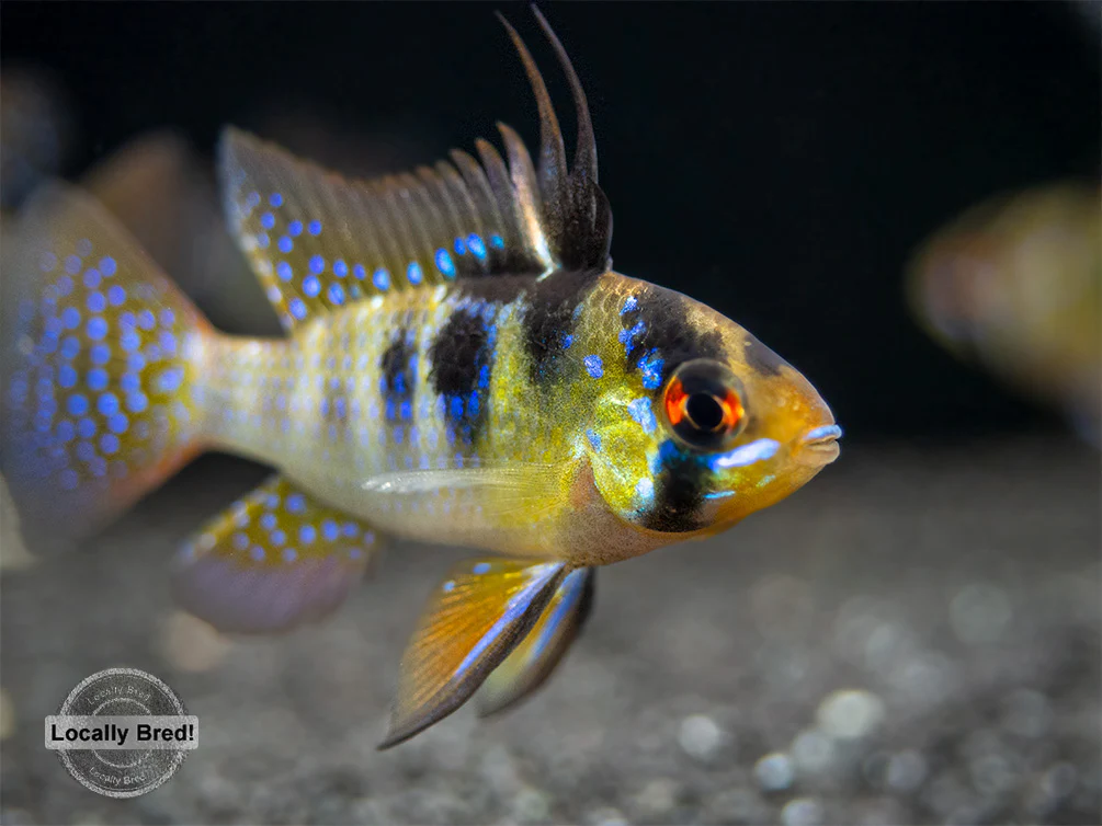 German Blue Ram Dwarf Cichlid (Mikrogeophagus ramirezi) - LOCALLY BRED!!! - Nestor' Aquariums & Pets