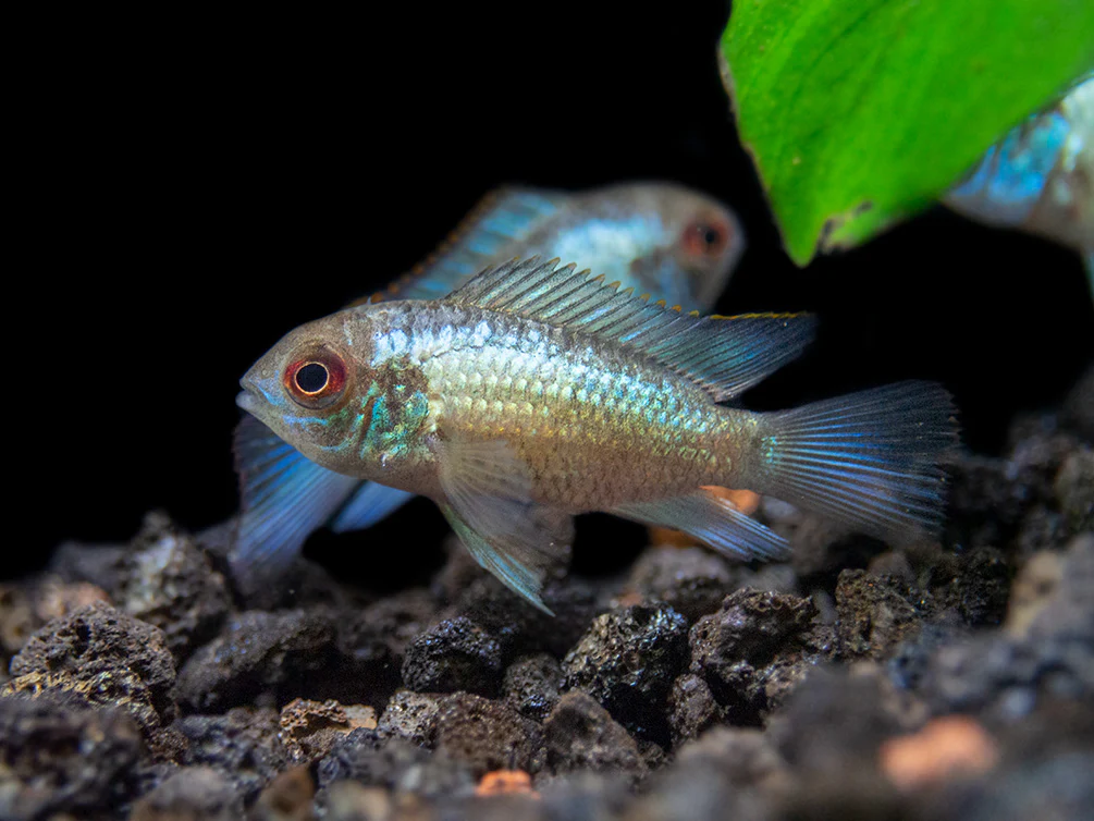 Electric Blue Acara Cichlid (Andinoacara pulcher hybrid), USA-Bred - Nestor' Aquariums & Pets