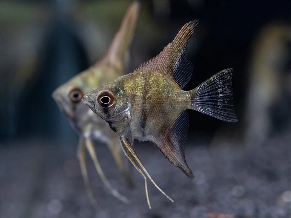 Leopard Angelfish (Pterophyllum scalare), TANK-BRED! - Nestor' Aquariums & Pets