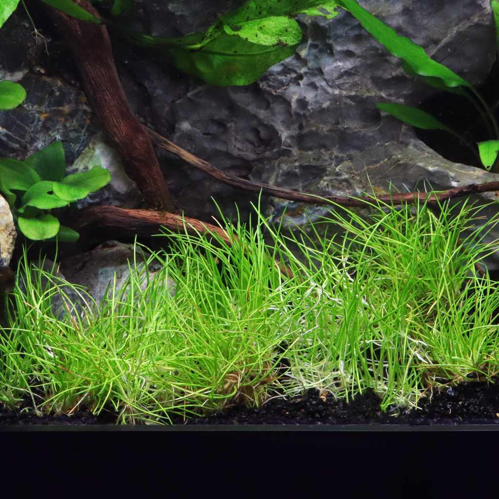 Eleocharis Pusilla 'Mini' Tissue Culture - Nestor' Aquariums & Pets