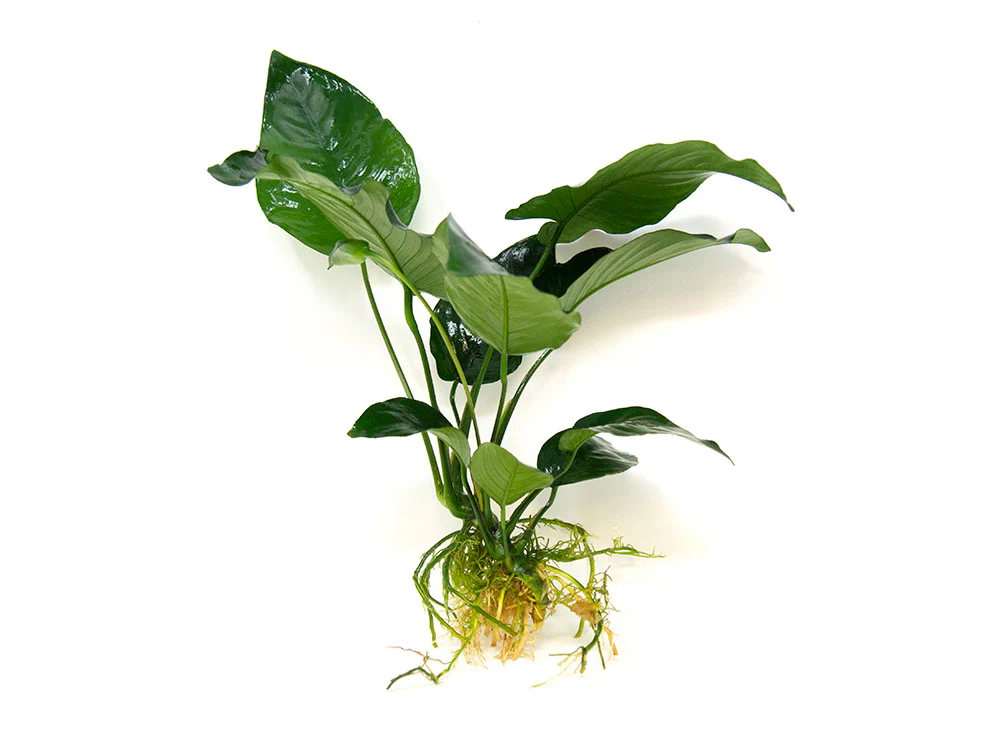 Anubias barteri Large 