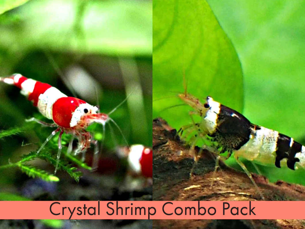 Crystal Shrimp Combo Pack, Tank-Bred - Nestor' Aquariums & Pets