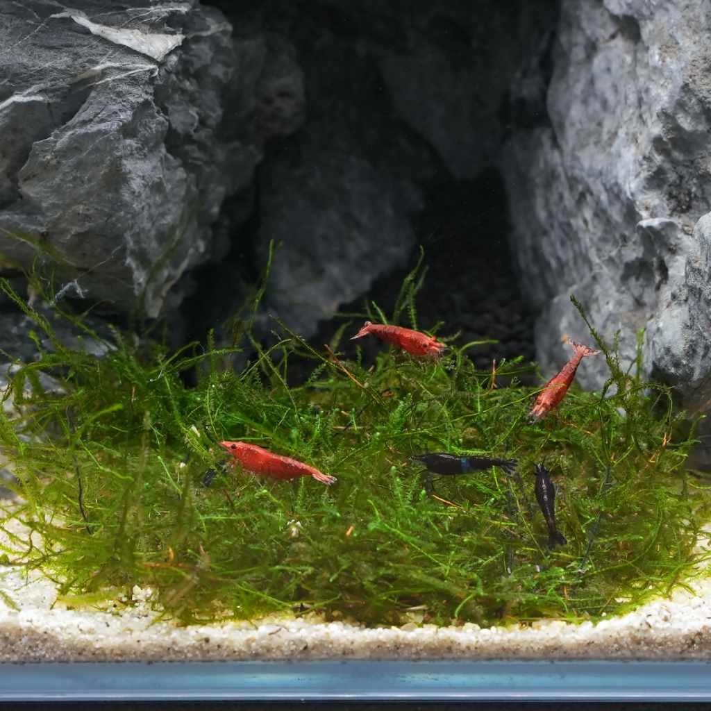 Java Moss Mat - Nestor' Aquariums & Pets