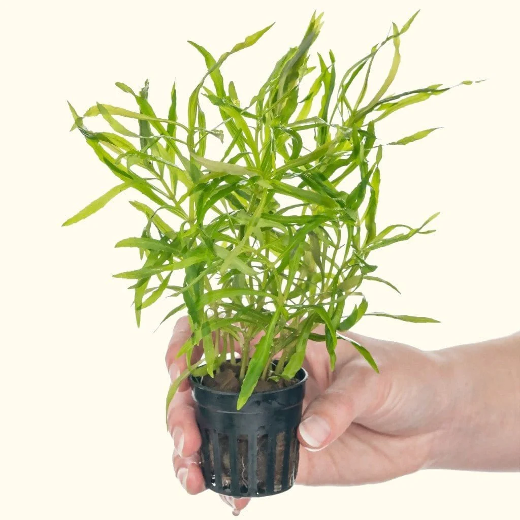Pogostemon Stellatus 'Octopus' - Nestor' Aquariums & Pets
