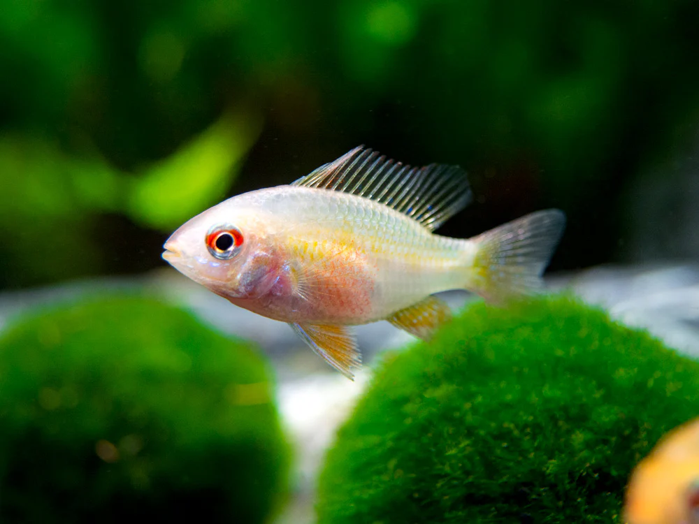 German Gold Ram Dwarf Cichlid (Mikrogeophagus ramirezi var. 