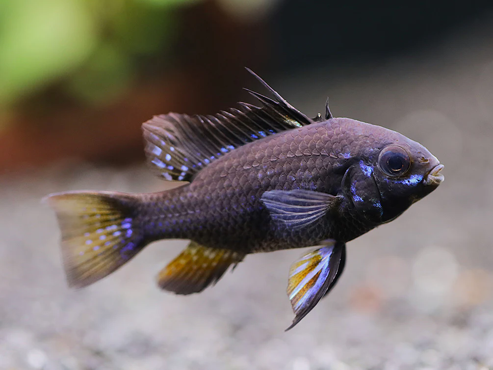 Jet Black Ram Cichlid (Mikrogeophagus ramirezi var. “Jet Black”) - Tank Bred - Nestor' Aquariums & Pets