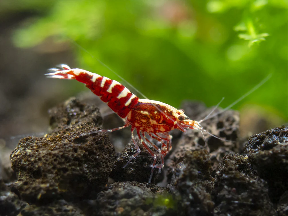 Red Galaxy Pinto Shrimp (Caridina cantonensis, A Grade), Tank-Bred - Nestor' Aquariums & Pets