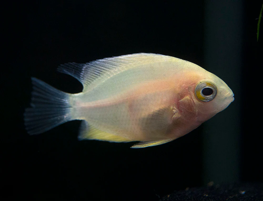 Gold Severum AKA Gold Banded Cichlid (Heros cf. efasciatus FKA H. severus), Tank-Bred - Nestor' Aquariums & Pets
