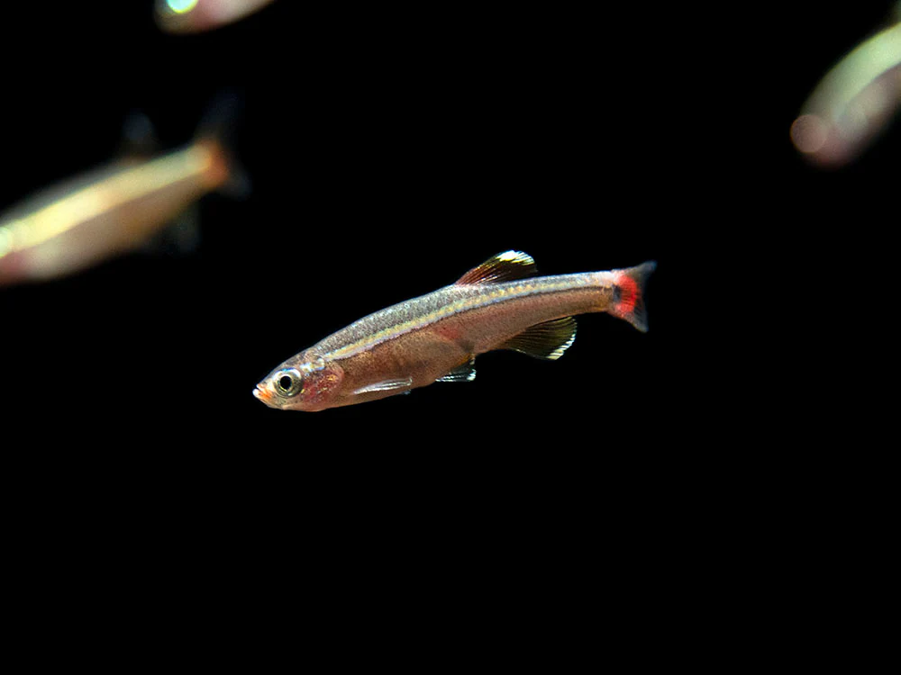 White Cloud Mountain Minnow (Tanichthys albonubes), Tank-Bred - Nestor' Aquariums & Pets
