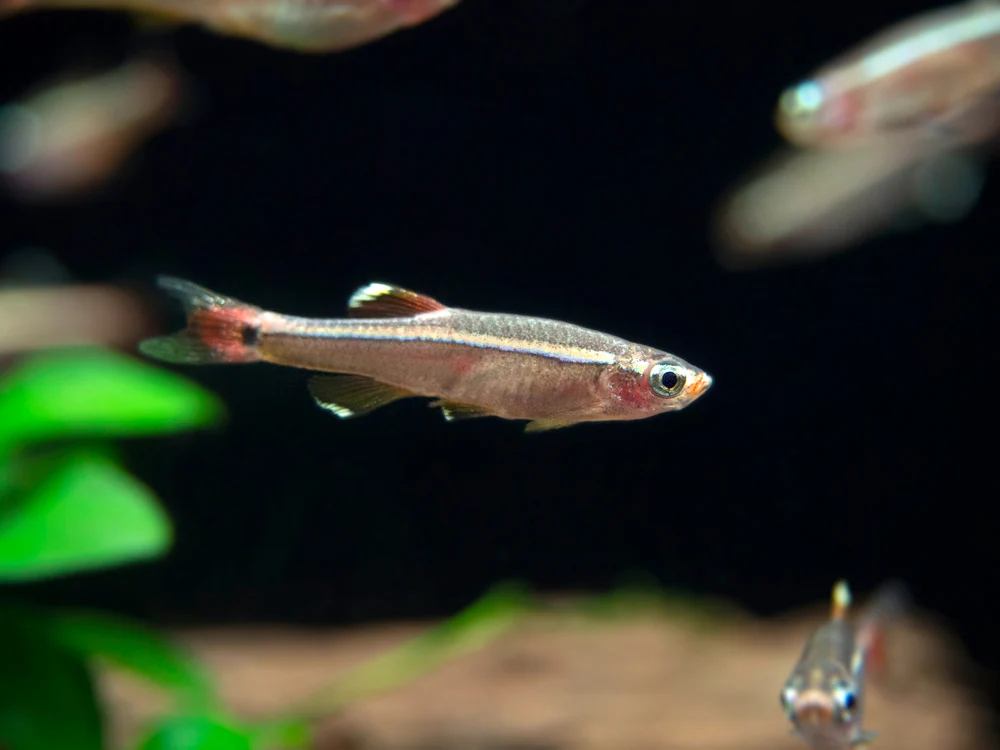White Cloud Mountain Minnow (Tanichthys albonubes), Tank-Bred - Nestor' Aquariums & Pets