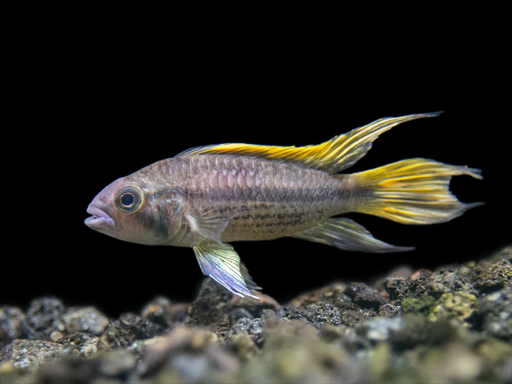 Yellow Flash Cockatoo Dwarf Cichlid (Apistogramma cacatuoides), Tank-Bred - Nestor' Aquariums & Pets