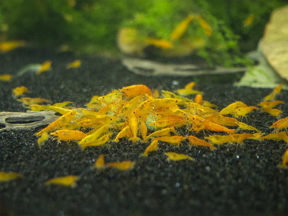 Shrimp Envy - Shell Envy Mineral Shrimp Food - Nestor' Aquariums & Pets