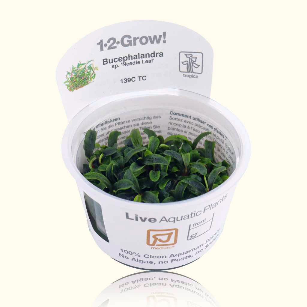 Bucephalandra Needle Leaf Tissue Culture - Nestor' Aquariums & Pets