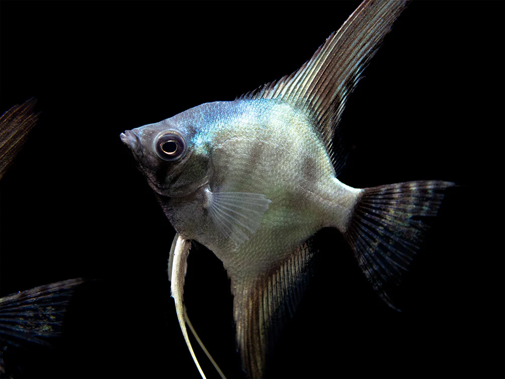 Avatar Turkey Green Angelfish (Pterophyllum scalare 