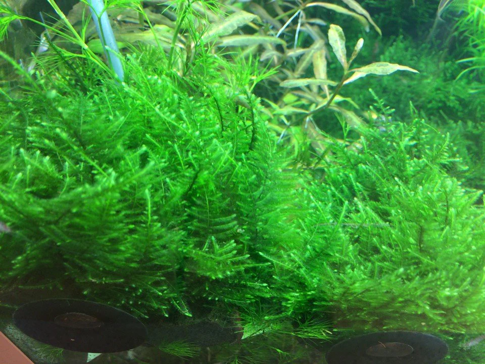 Taxiphyllum alternans 'Taiwan Moss' Tissue Culture - Nestor' Aquariums & Pets