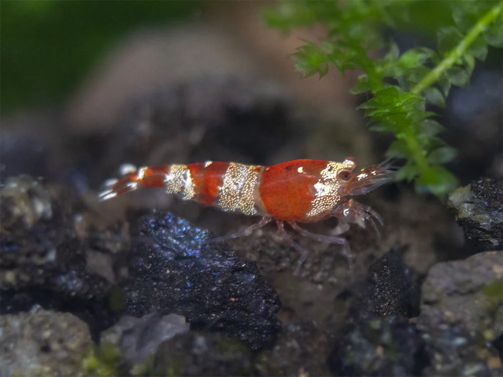 Crystal Red and Black Shrimp Combo Box - Nestor' Aquariums & Pets
