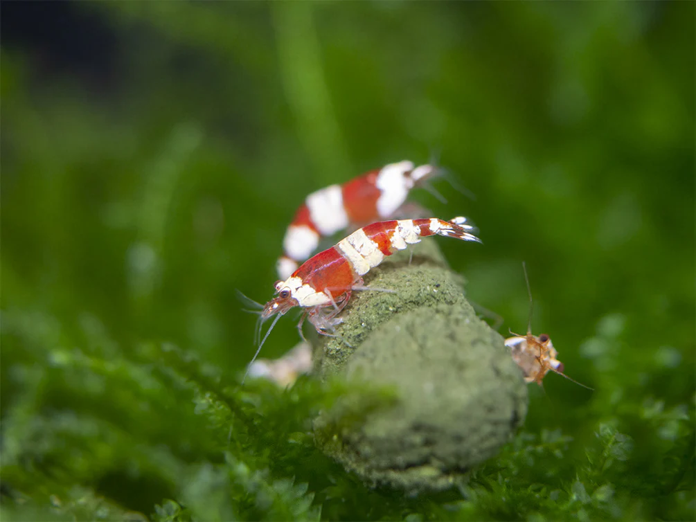 Crystal Red Shrimp (Caridina cantonensis, A-S Grade), Tank-Bred - Nestor' Aquariums & Pets