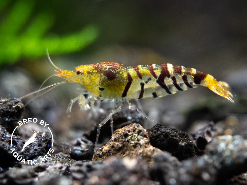 Bred By Aquatic Arts Caridina Combo Box (Caridina spp.) - Nestor' Aquariums & Pets