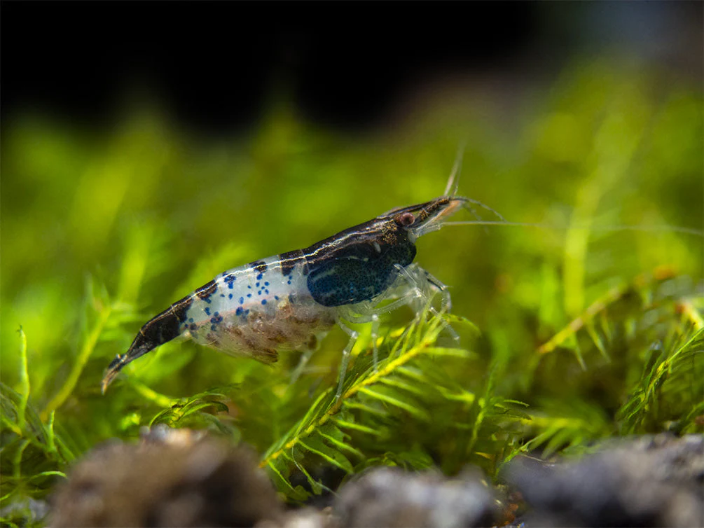 Carbon Rili Shrimp (Neocaridina davidi), Tank-Bred - Nestor' Aquariums & Pets