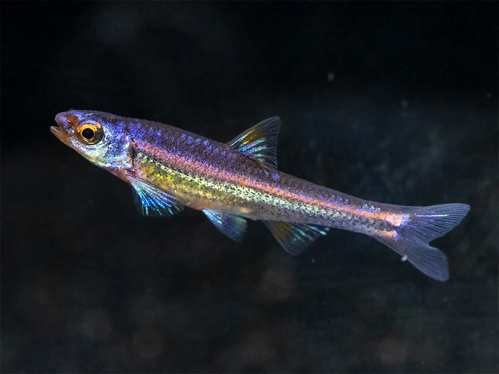 Rainbow Shiner (Notropsis chrosomus), Tank-Bred - Nestor' Aquariums & Pets