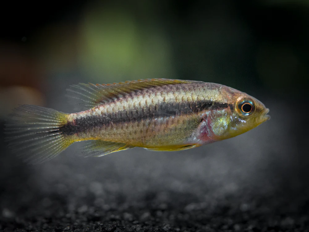 Agassizi's Dwarf Cichlid (Apistogramma cf. agassizii) - Tank-Bred! - Nestor' Aquariums & Pets