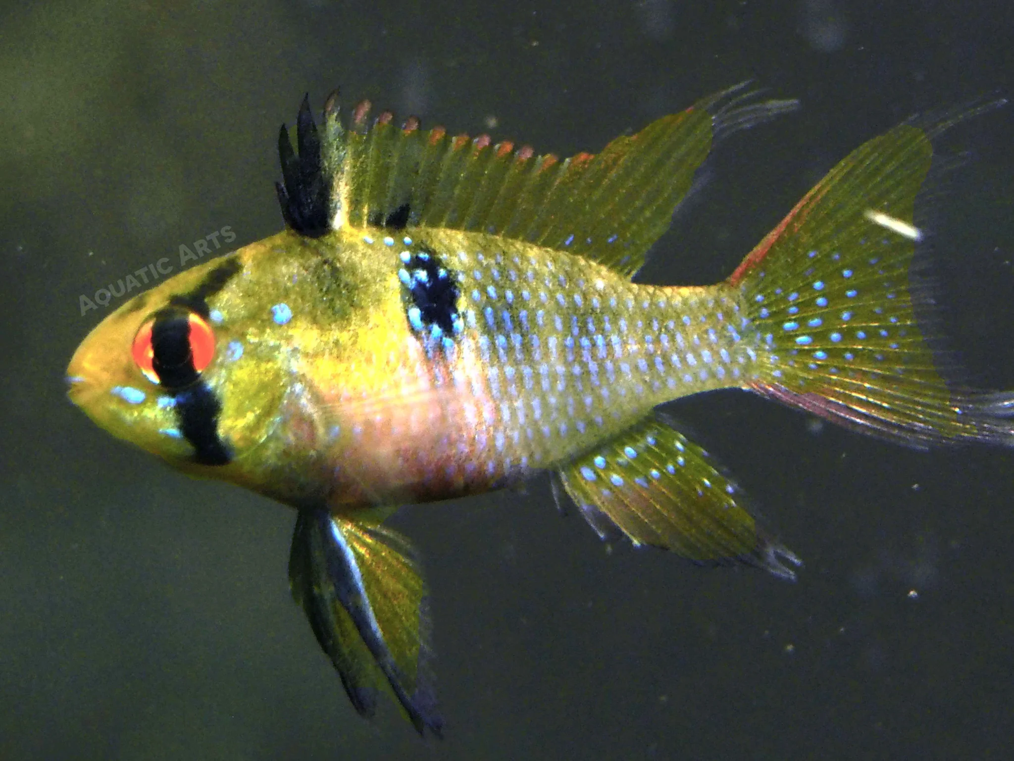 German Blue Ram Dwarf Cichlid (Mikrogeophagus ramirezi) - Tank-Bred! - Nestor' Aquariums & Pets