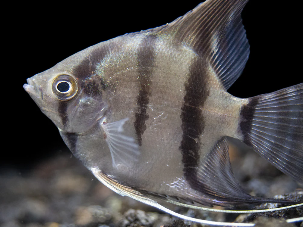 Rio Xingu Angelfish (Pterophyllum scalare), Tank-Bred - Nestor' Aquariums & Pets