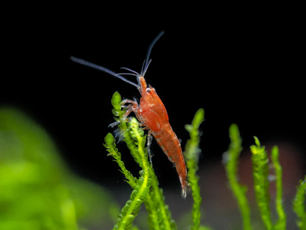 Sakura Red Cherry Shrimp Breeder Combo Box - Nestor' Aquariums & Pets