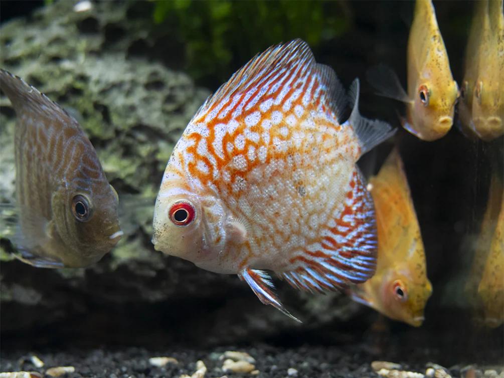 Dealer's Choice Discus (Symphysodon aequifasciatus), Tank-Bred - Nestor' Aquariums & Pets