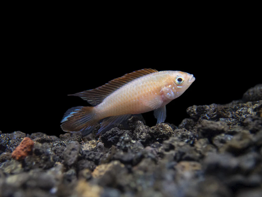 Gold Fire Red Agassizi's Dwarf Cichlid (Apistogramma cf. agassizii), Tank-Bred - Nestor' Aquariums & Pets