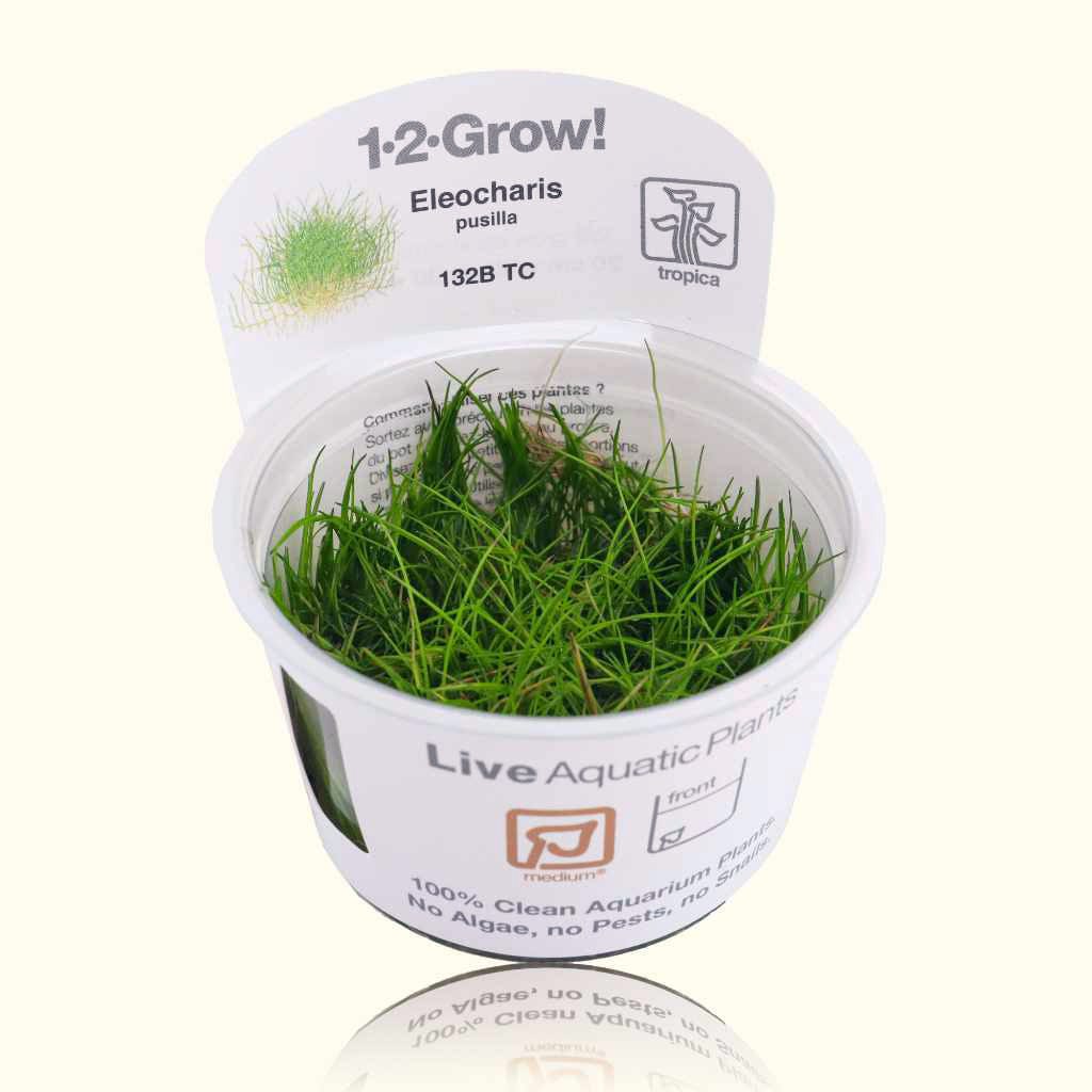 Eleocharis Pusilla 'Mini' Tissue Culture - Nestor' Aquariums & Pets