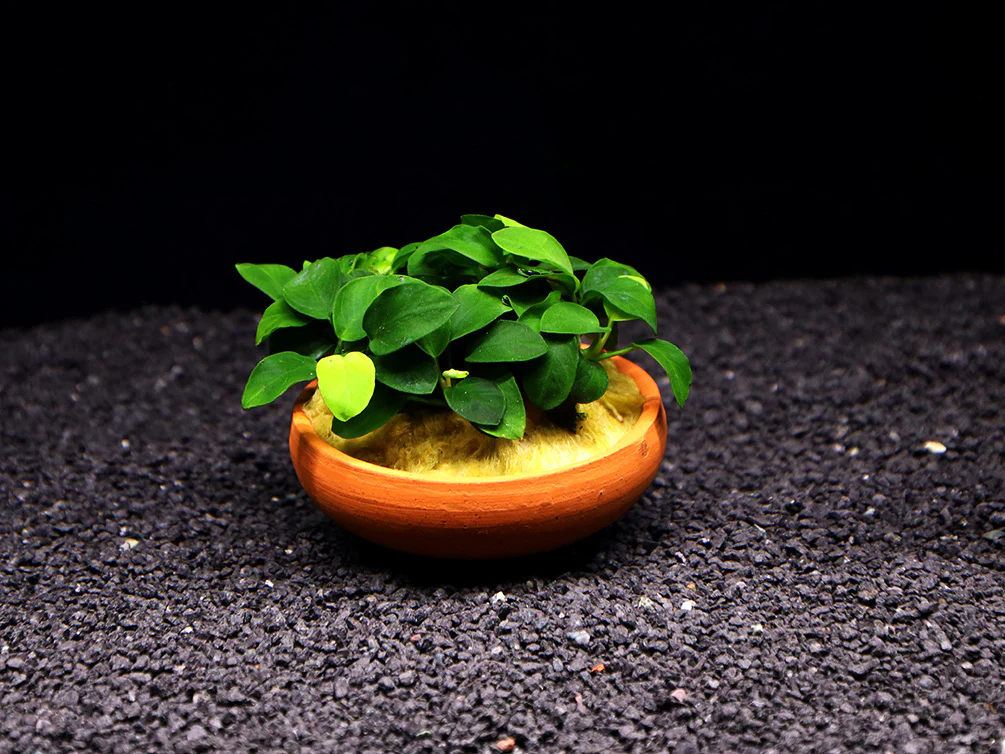Anubias Nana Petite in Terracotta Pot - Nestor' Aquariums & Pets