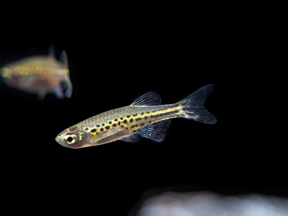 Gold Ring Danio (Brachydanio tinwini) - Nestor' Aquariums & Pets