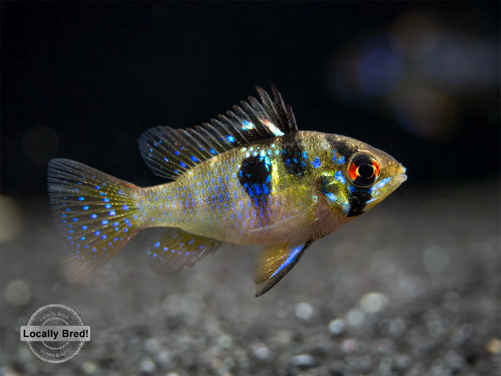 German Blue Ram Dwarf Cichlid (Mikrogeophagus ramirezi) - LOCALLY BRED!!! - Nestor' Aquariums & Pets