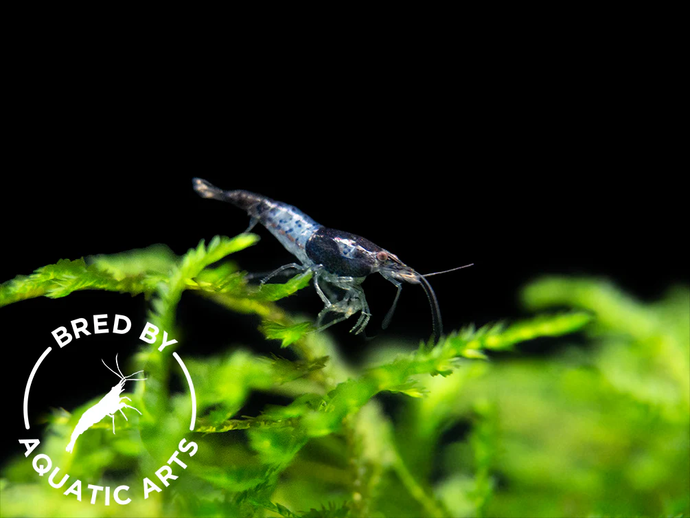 Bred By Aquatic Arts Neocaridina Shrimp Combo Box (Neocaridina davidi) - Nestor' Aquariums & Pets