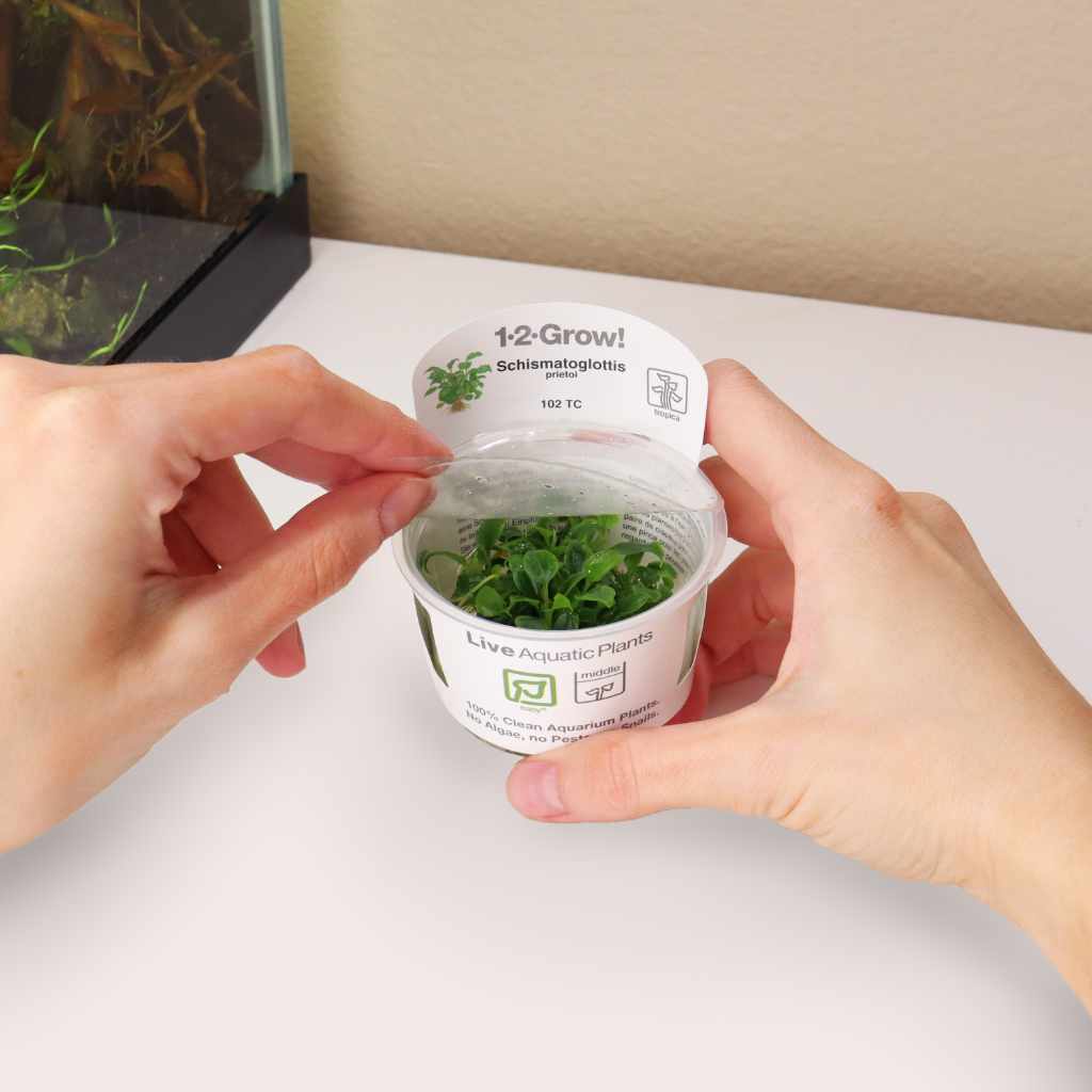 Schismatoglottis Prietoi Tissue Culture - Nestor' Aquariums & Pets