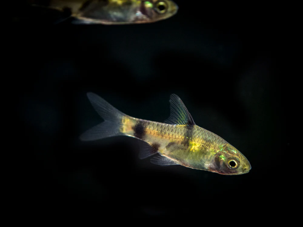 Golden Dwarf Barb (Pethia gelius), Tank-Bred!!! - Nestor' Aquariums & Pets