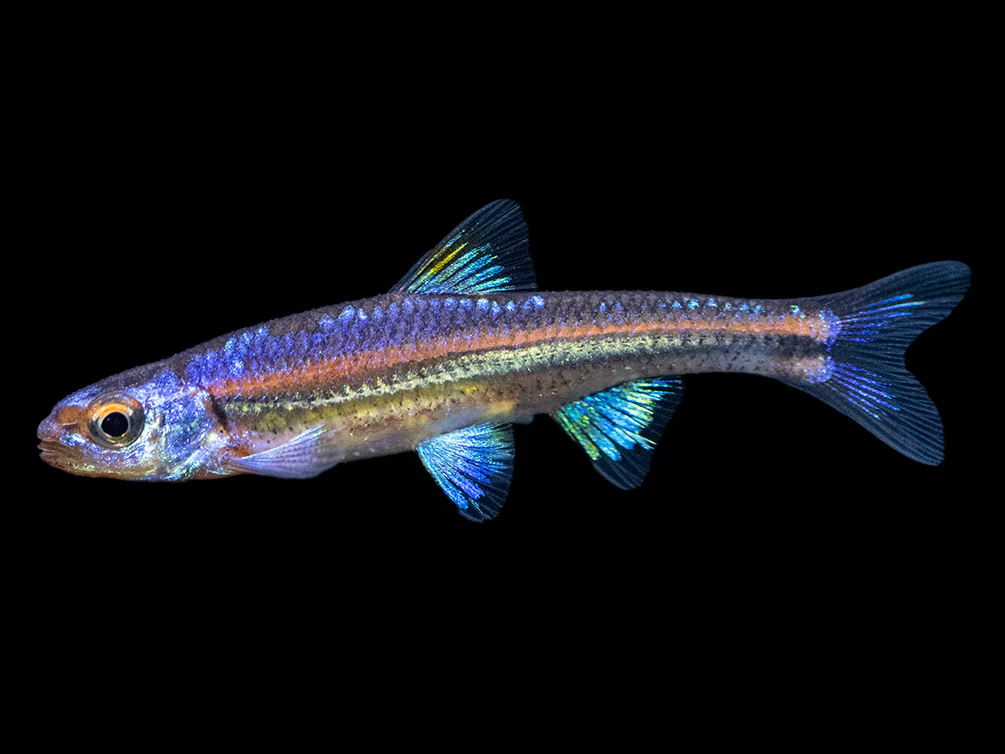 Rainbow Shiner (Notropsis chrosomus), Tank-Bred - Nestor' Aquariums & Pets