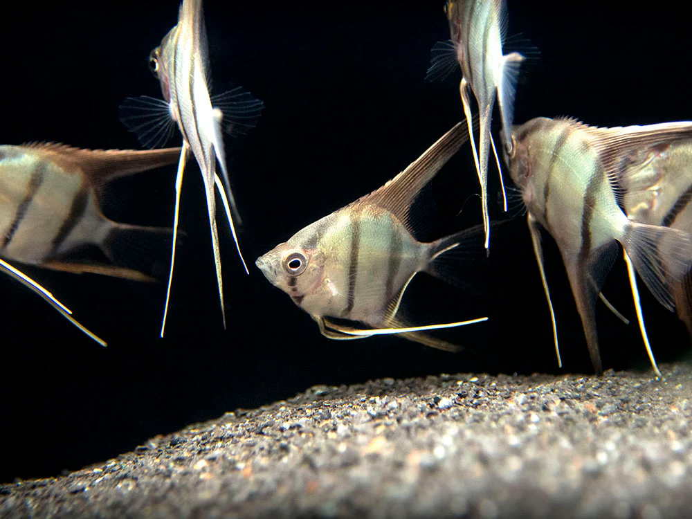 Red Shoulder Manacapuru Angelfish (Pterophyllum scalare) - TANK-BRED!!! - Nestor' Aquariums & Pets